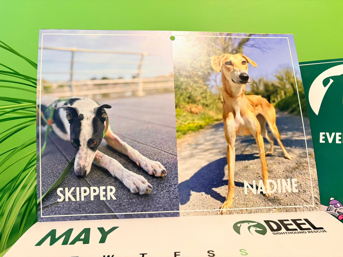 2026 DEEL Sighthound Rescue Calendar