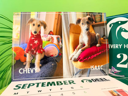 2026 DEEL Sighthound Rescue Calendar